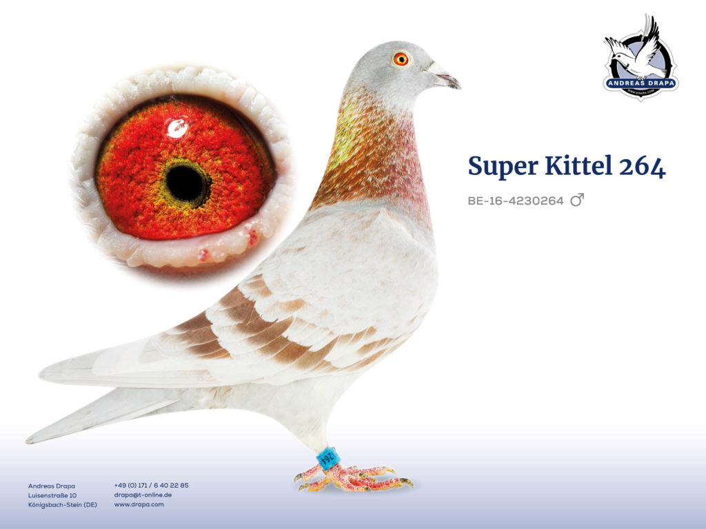 Super Kittel 264