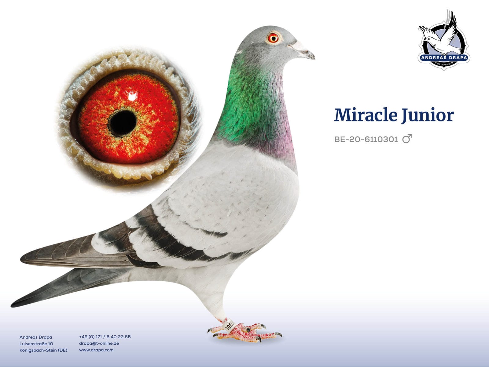 Miracle Junior Drapa
